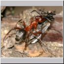 Formica -Serviformica- sanguinea - Blutrote Raubameise 05 9mm - mit Hilaria sp-Tanzfliege.jpg